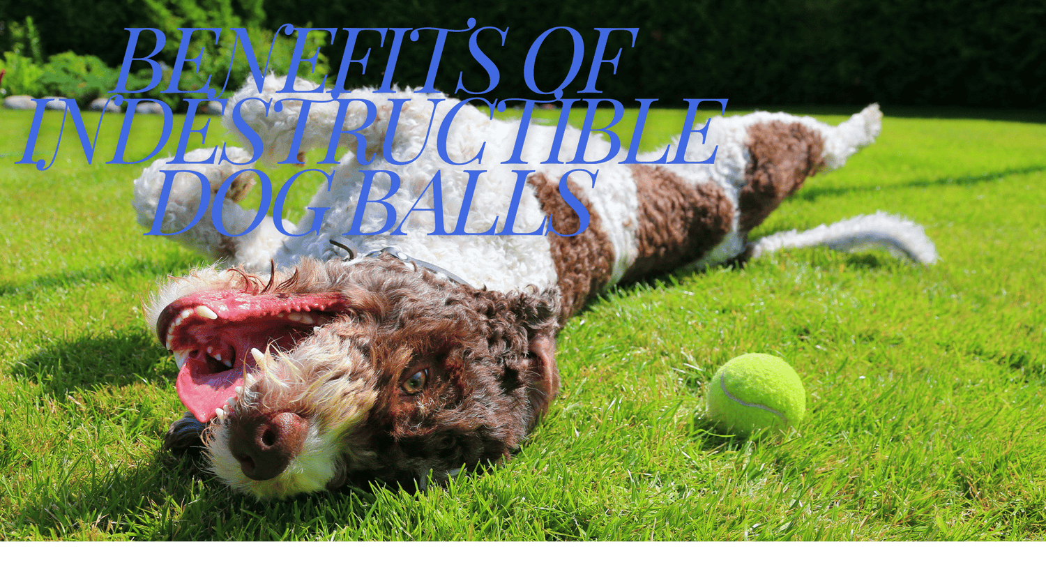 Benefits of Indestructible Dog Balls