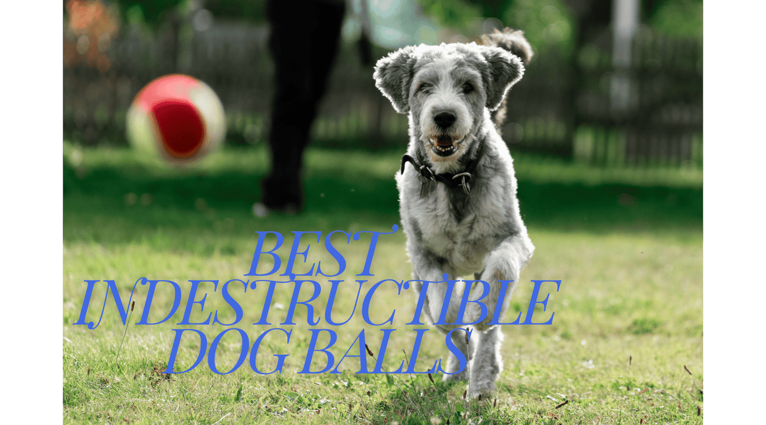 Best Indestructible Dog Balls