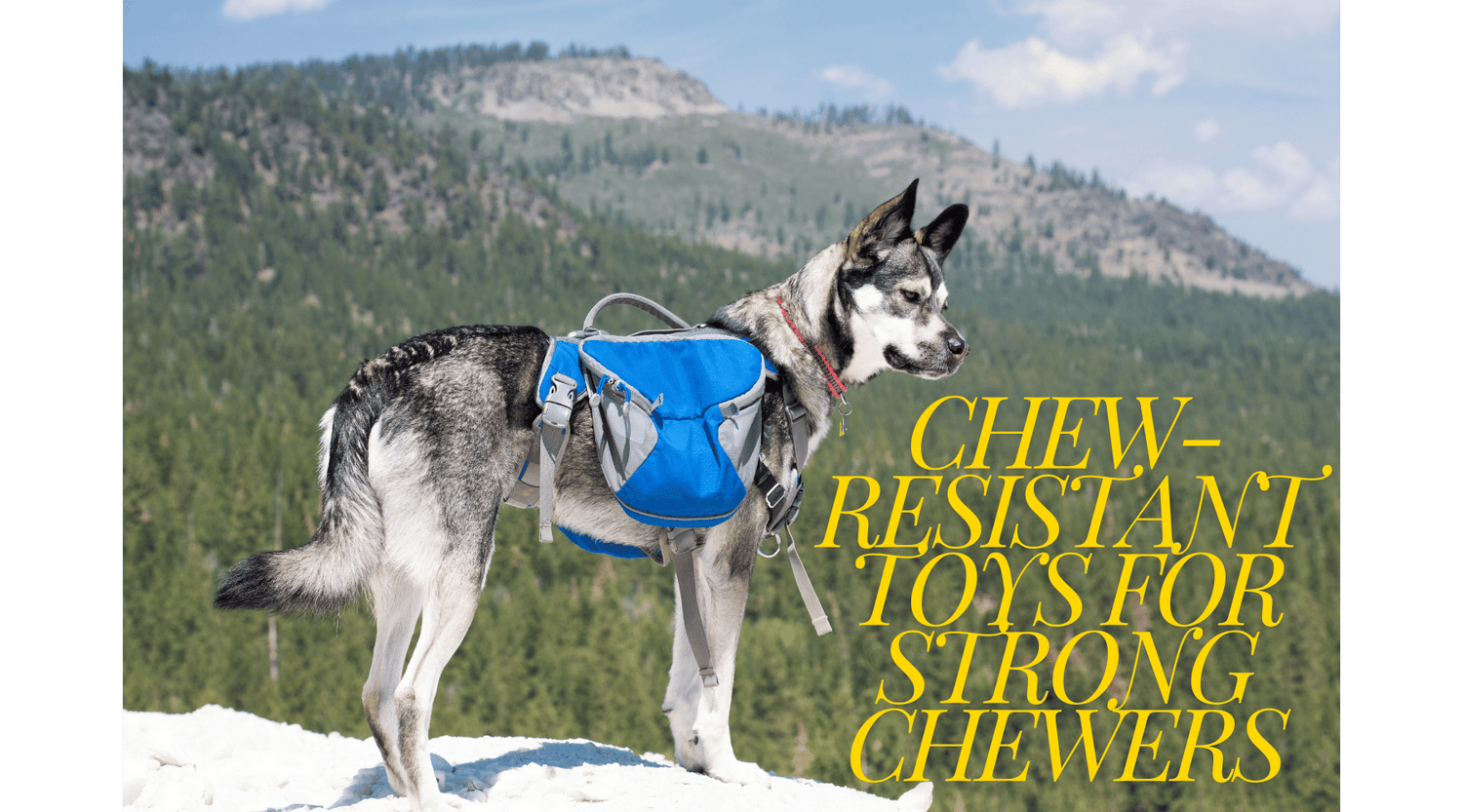 Chew-Resistant Toys for Strong Chewers