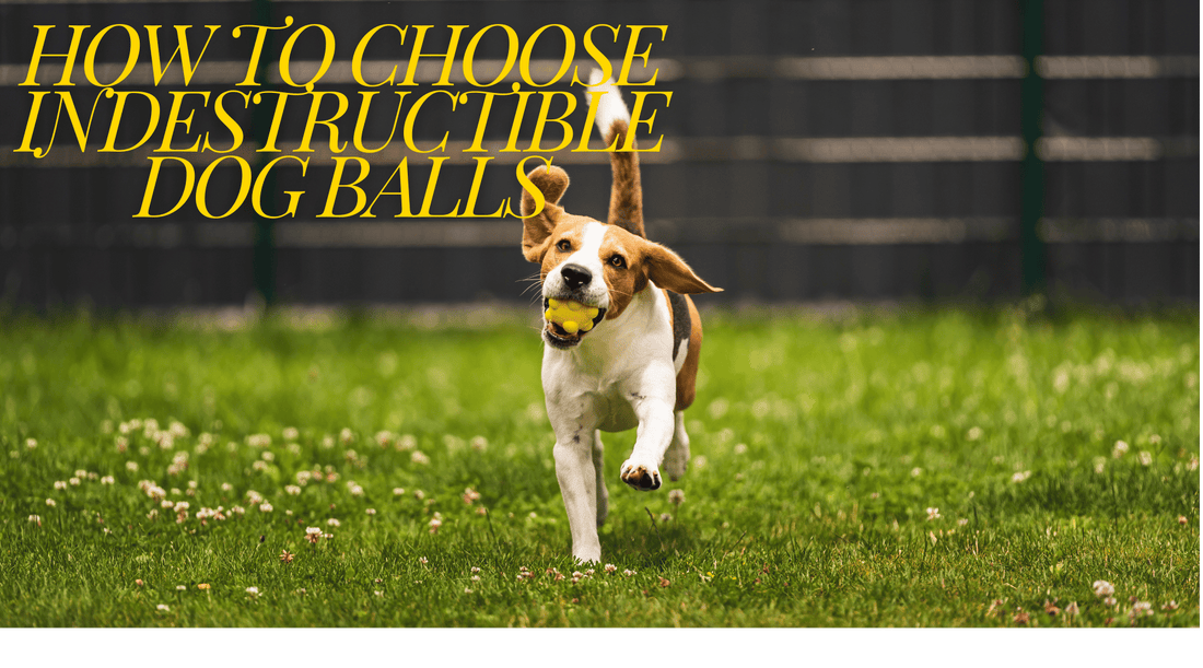 How to Choose Indestructible Dog Balls