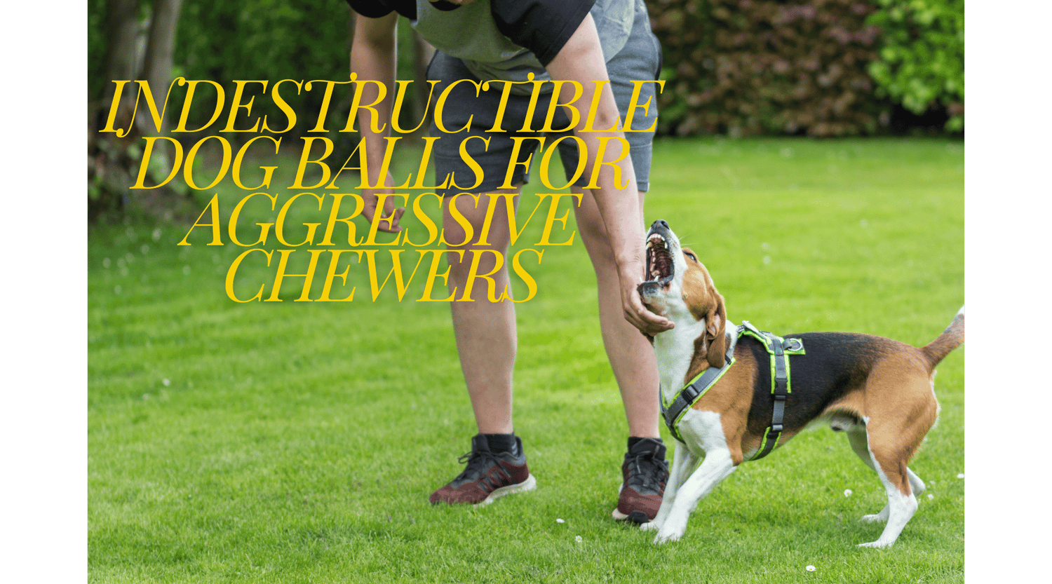 Indestructible Dog Balls for Aggressive Chewers