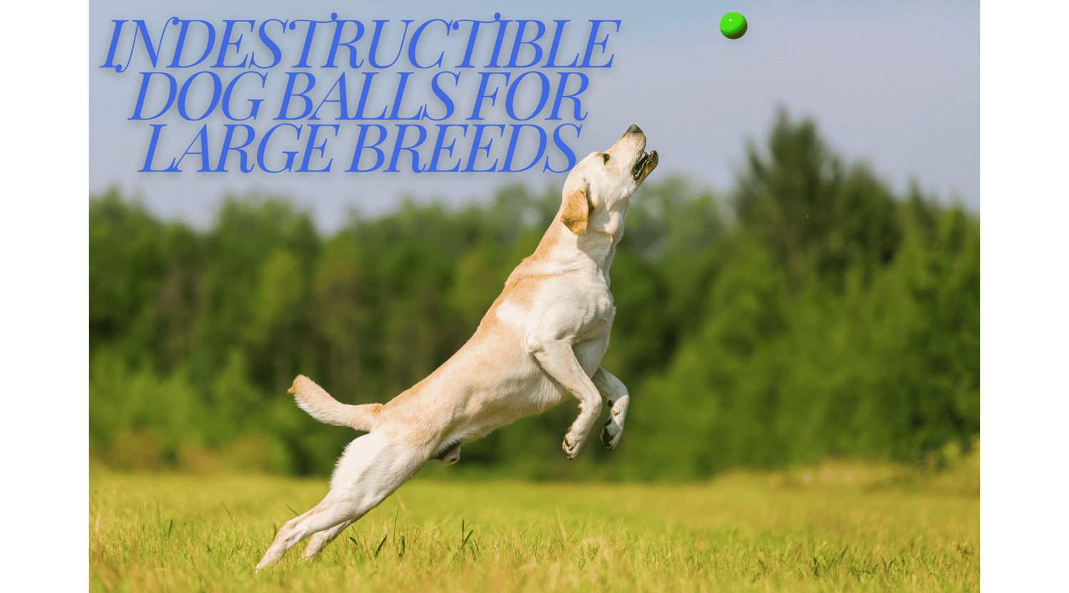 Indestructible Dog Balls for Large Breeds