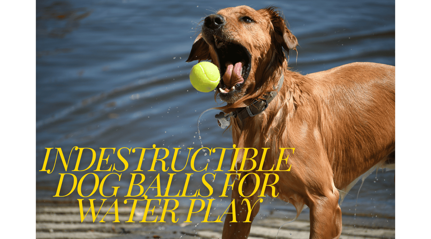 Indestructible Dog Balls for Water Play