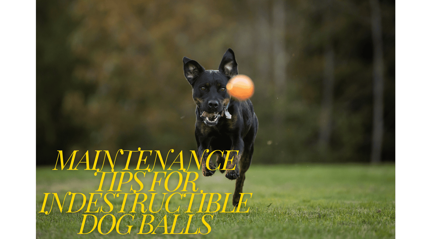 Maintenance Tips for Indestructible Dog Balls