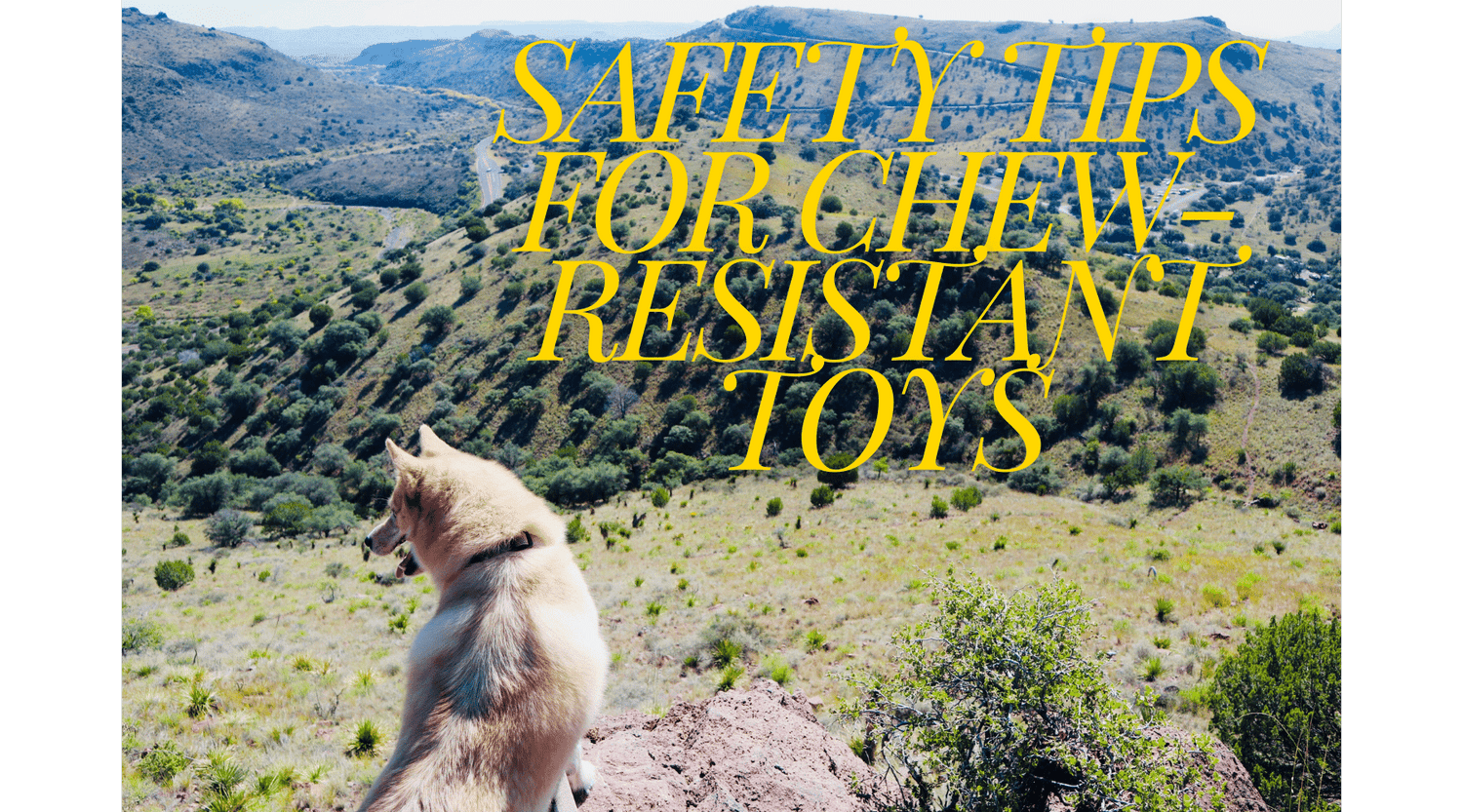 Safety Tips for Chew-Resistant Toys