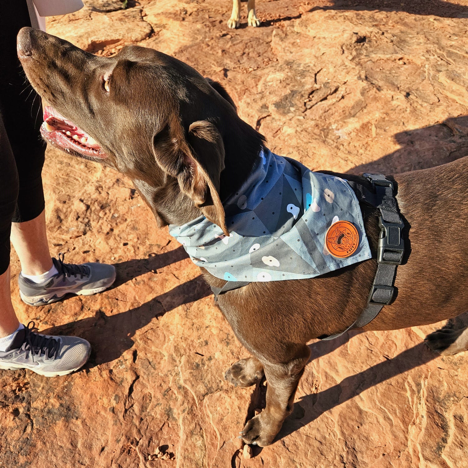 4-Way Stretch Doggie Bandana